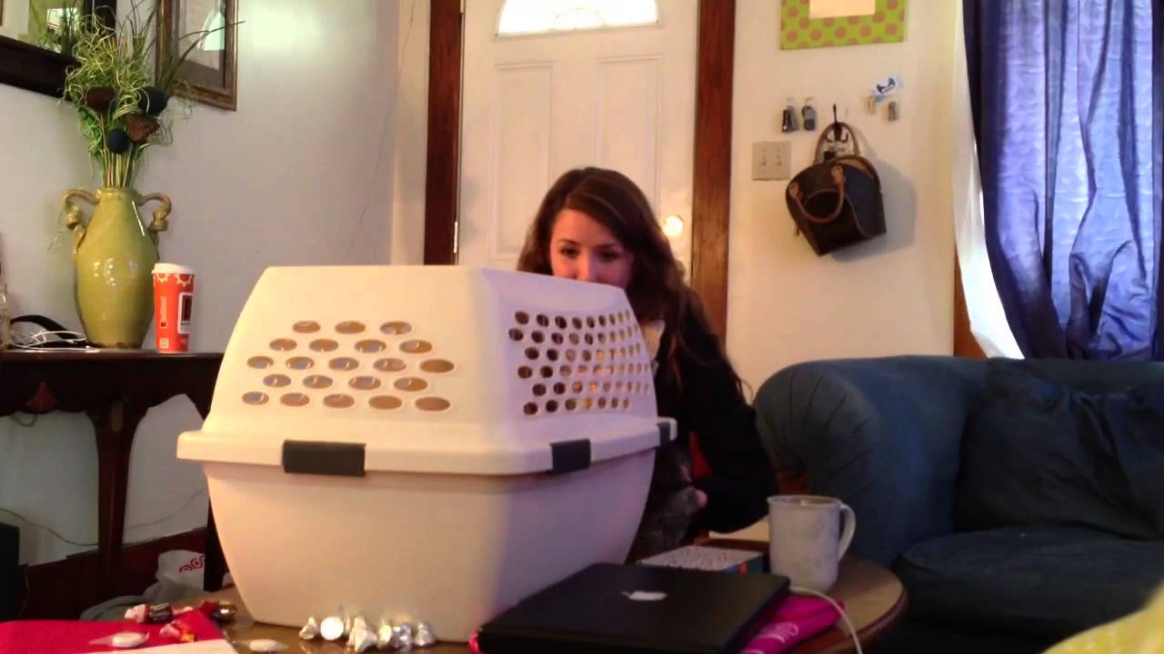 Surprise Mackenzie, you have kittens!