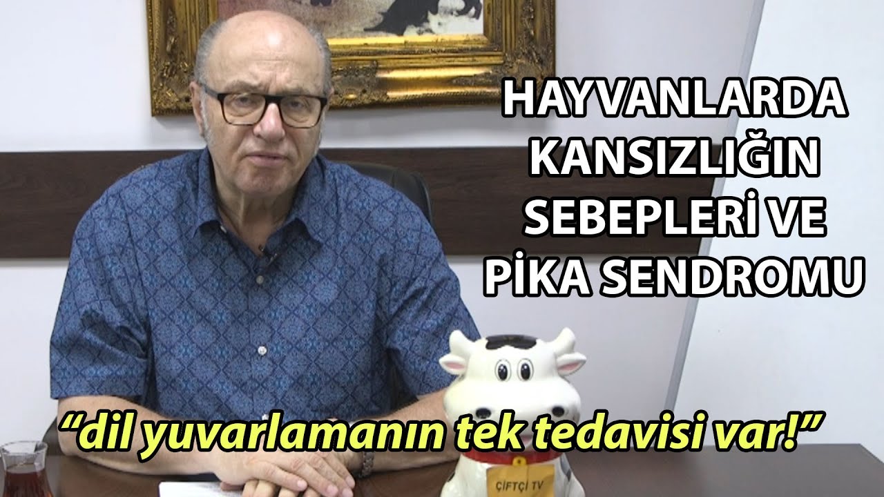“Dil Yuvarlamanın Tek Tedavisi Var!” / İneklerde Kansızlığın Nedenleri ve Pika Sendoromu