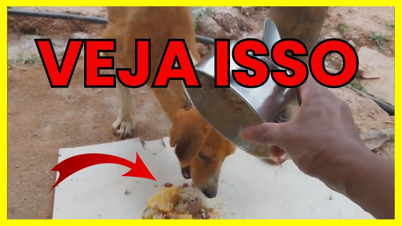 ELA VOLTOU 😢 DIVIDI MINHA MARMITA DE COMIDA COM UMA CACHORRINHA FAMINTA #vidanaroça