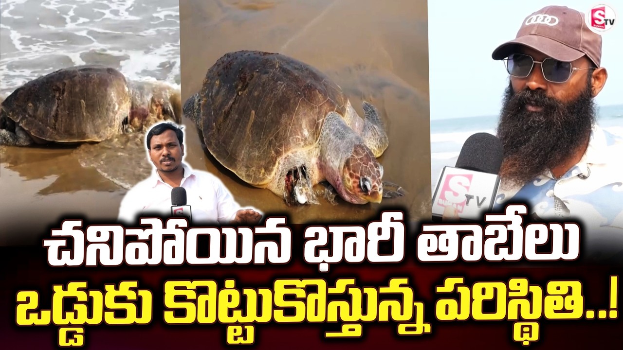 తిమ్మాపురం బీచ్ పై చ*నిపోయిన తాబేలు | Bheemili Updates | Vizag Beach |@sumantvbheemili
