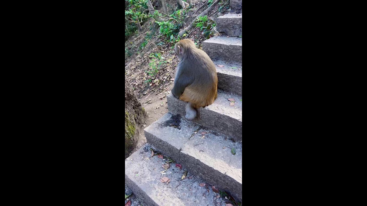 #shorts see why these clever animals are everyone's favorites ⏰