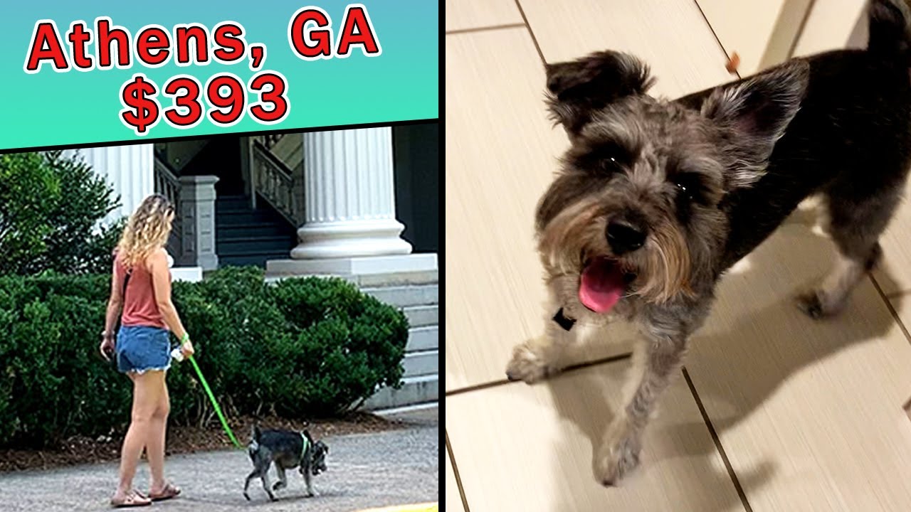 ATHENS, GEORGIA 3 Days (w/Prices) - First Time Traveling with Our DOG!- Cheapster Travels