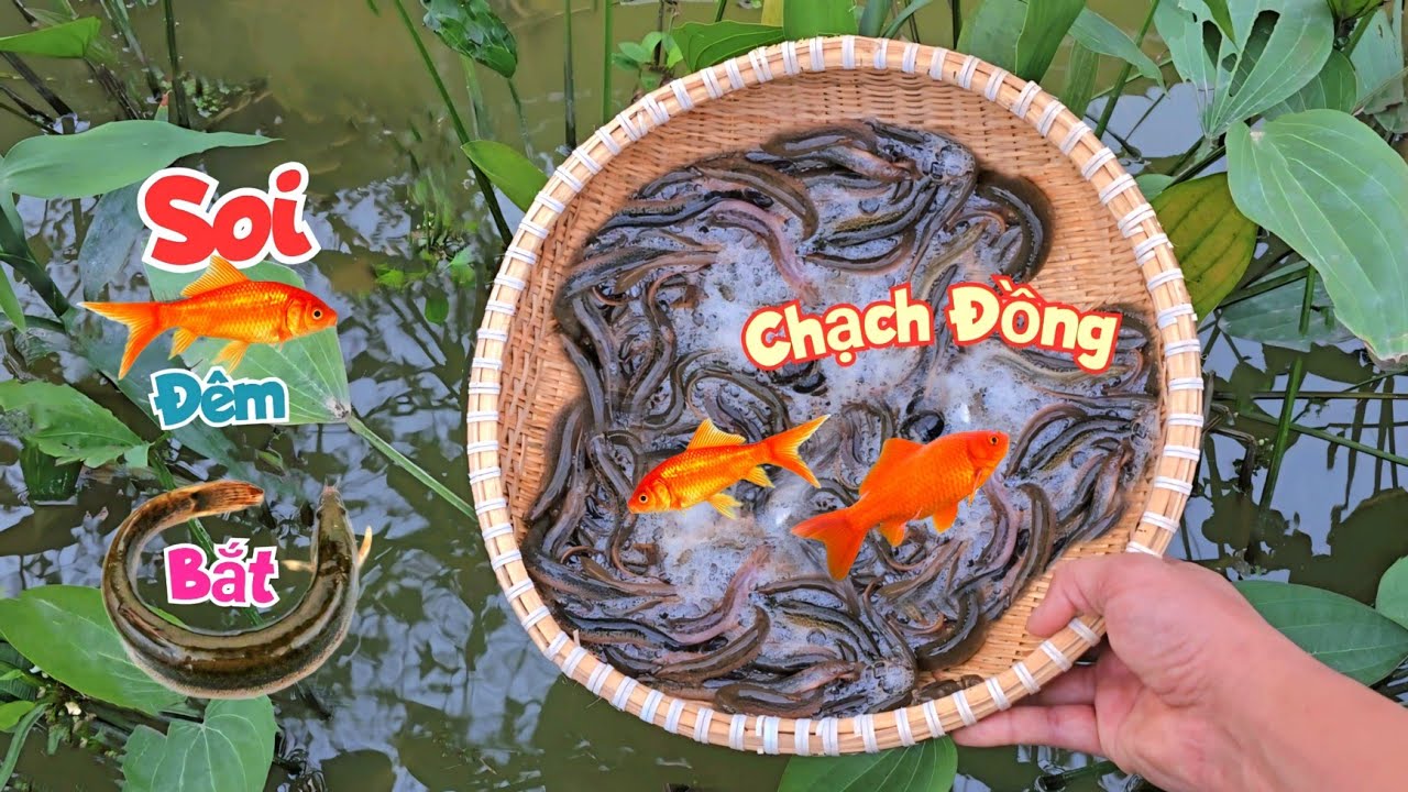 12 Giờ Đi Soi Đêm Bắt Được Rất Nhiều Cá Vàng Và Chạch Đồng Thả Bể / Quế Nghịch