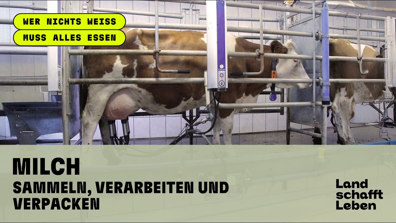 MILCH (5/6) - Sammeln, Verarbeiten und Verpacken