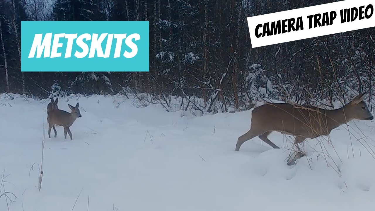 Metskits (Capreolus capreolus; Roe deer)