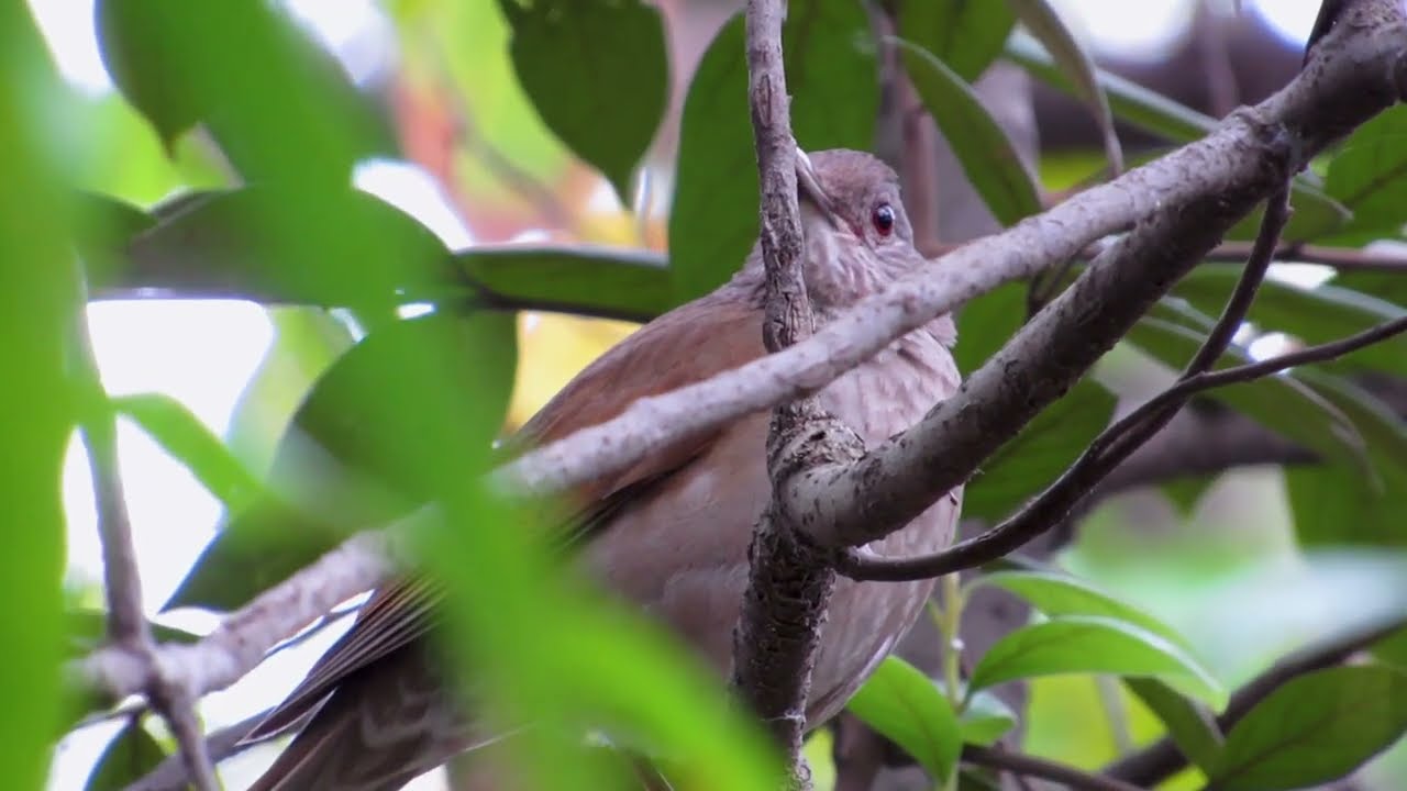 Sabiá-barranco - Turdus leucomelas - Pale-breasted Thrush cantando e regurgitando semente