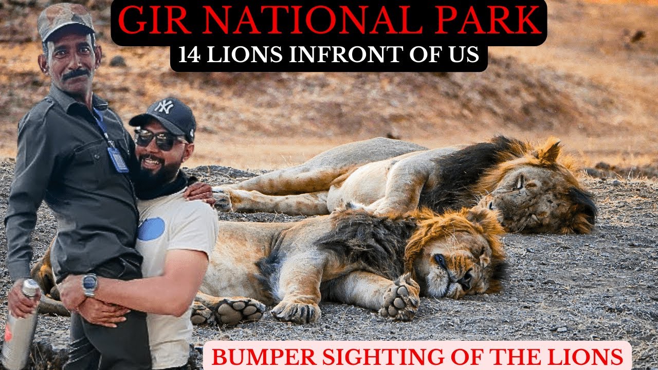 14 शेर हमारी Gypsy के पास: Sasan Gir Lion Safari | Gir National Park | EP03 | #lion #wildlife