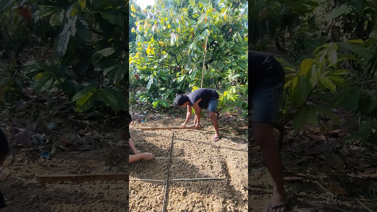 Proses panjang sebelum benih sayuran benar-benar di semai