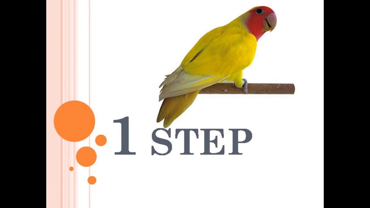 How to pair up lovebirds