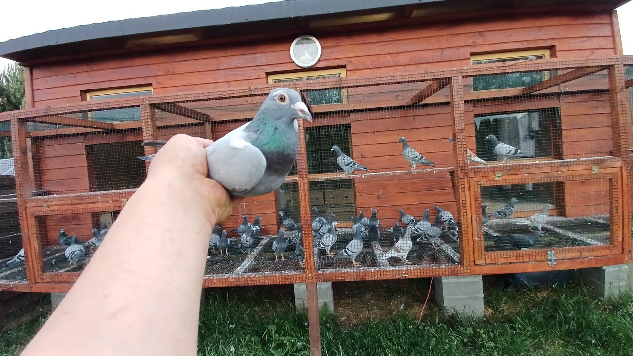 Z LOTU POMYLIŁA GOŁĘBNIK WESZŁA JAK DO SIEBIE 👌💪👌MŁODE ROSNĄ 😊ZAPRASZAM NA FILM ✋️💥✋️