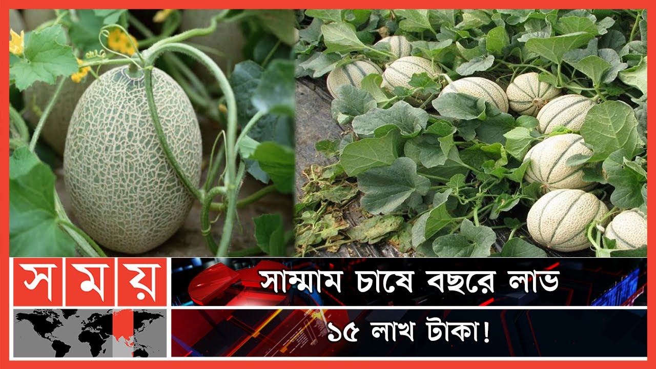 উচ্চ বেতনের চাকরি ছেড়ে সাম্মাম চাষ! | Shamam Cultivation | Muskmelon | Bagerhat News | Business News