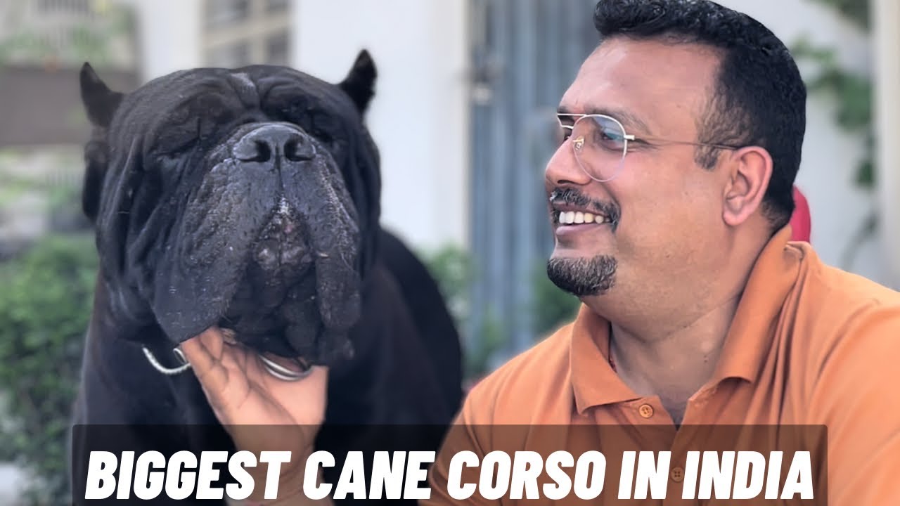 Best Cane Corso dogs in India | इतने  saare Cane Corso ek saath 😮😮😮