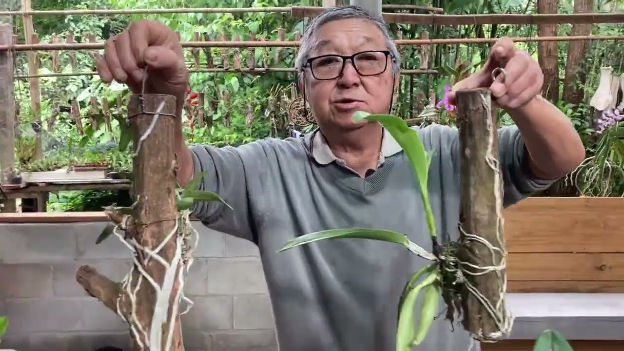 TEMPO DE CHUVA TOME MUITO CUIDADO COM SUA ORQUÍDEA / PODRIDÃO NEGRA - MASUJI KAYASIMA