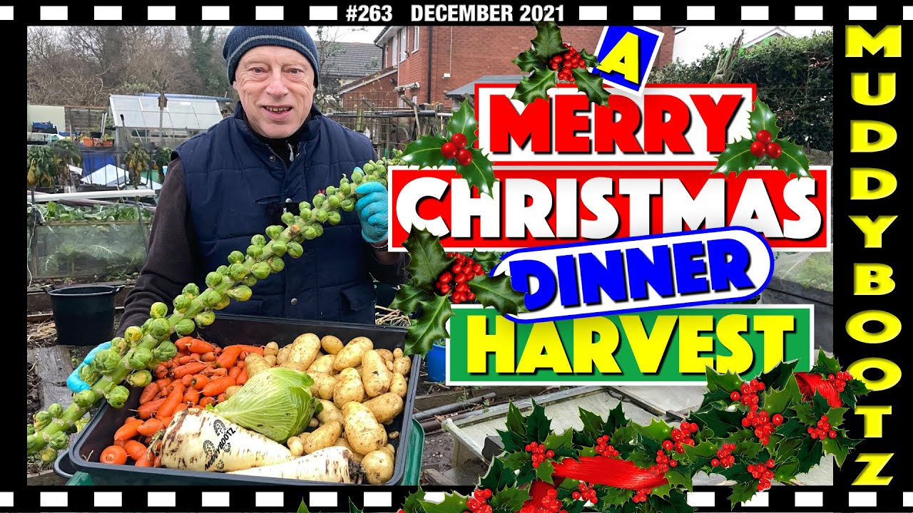 🌻263 🎅🏻 CHRISTMAS DINNER HARVEST 🎅🏻 MERRY CHRISTMAS 🎅🏻