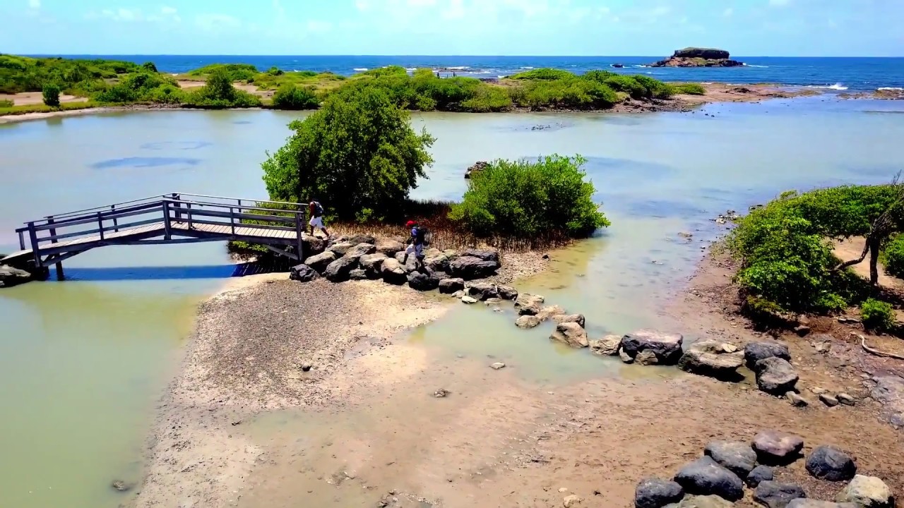 Savane des Petrifications, Sainte-Anne, Martinique