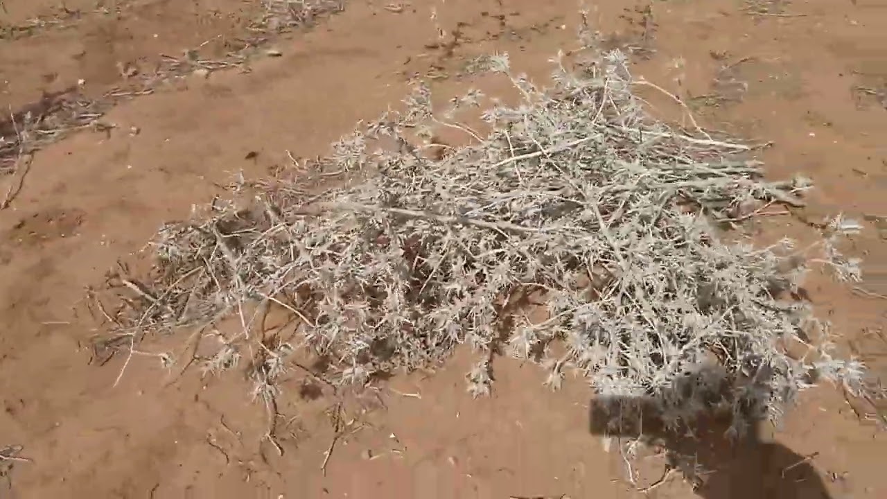صيد الحسون المهاجرة 2024