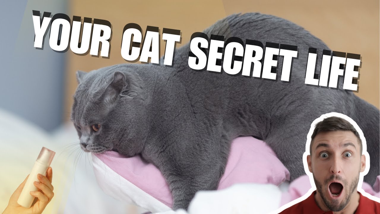 Do Cats Like to Pleasure Themselves?