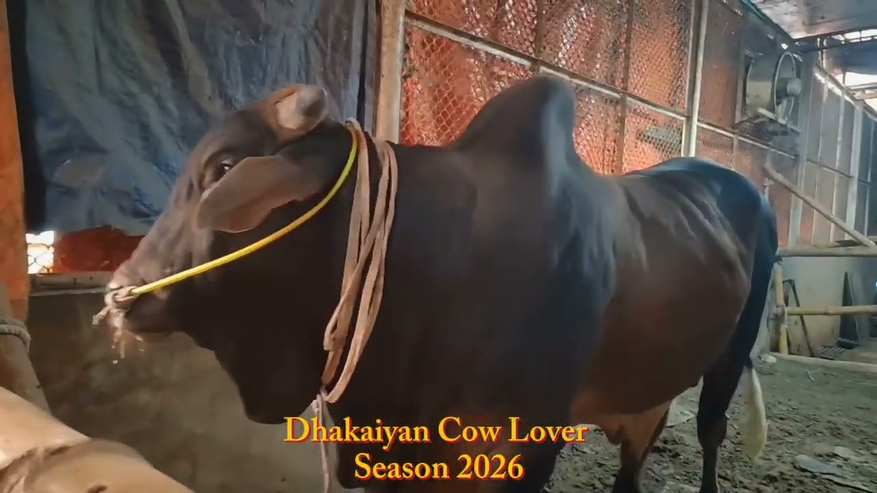 Huge Bull Playing Moment Mashallah || Abdul Malek Agro Farm || Dhaka Bangladesh 