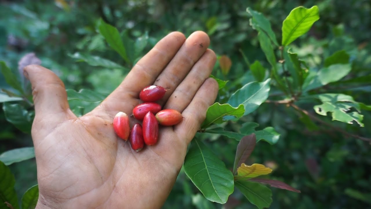 EP49. INCREIBLE!! La FRUTA MILAGROSA, transforma todo lo ÁCIDO en DULCE!!