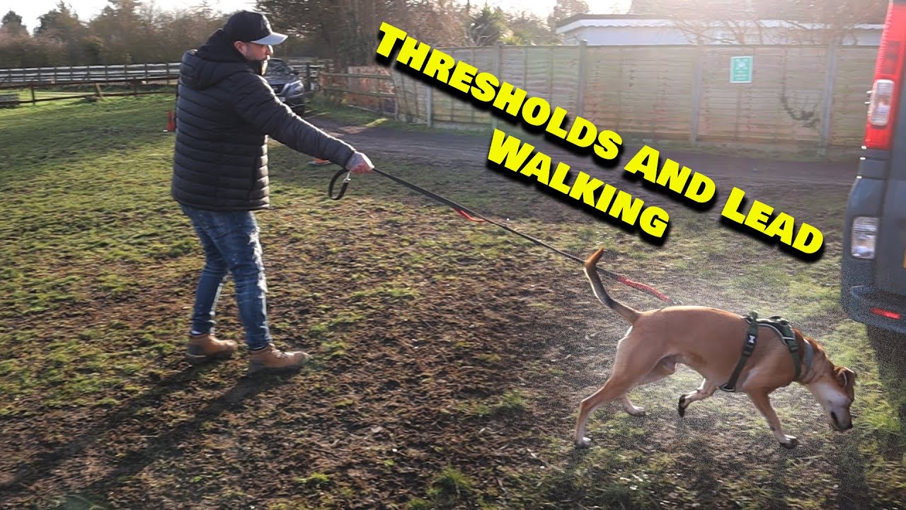 Master Thresholds & Calm Lead Walking with Adam Spivey | Southend Dog Training