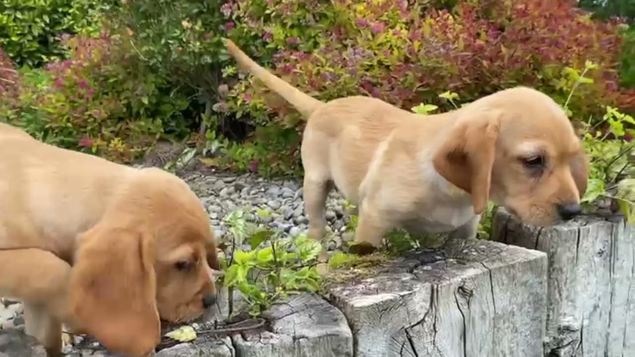 SOLD - Labrador X Cavalier King Charles Puppies