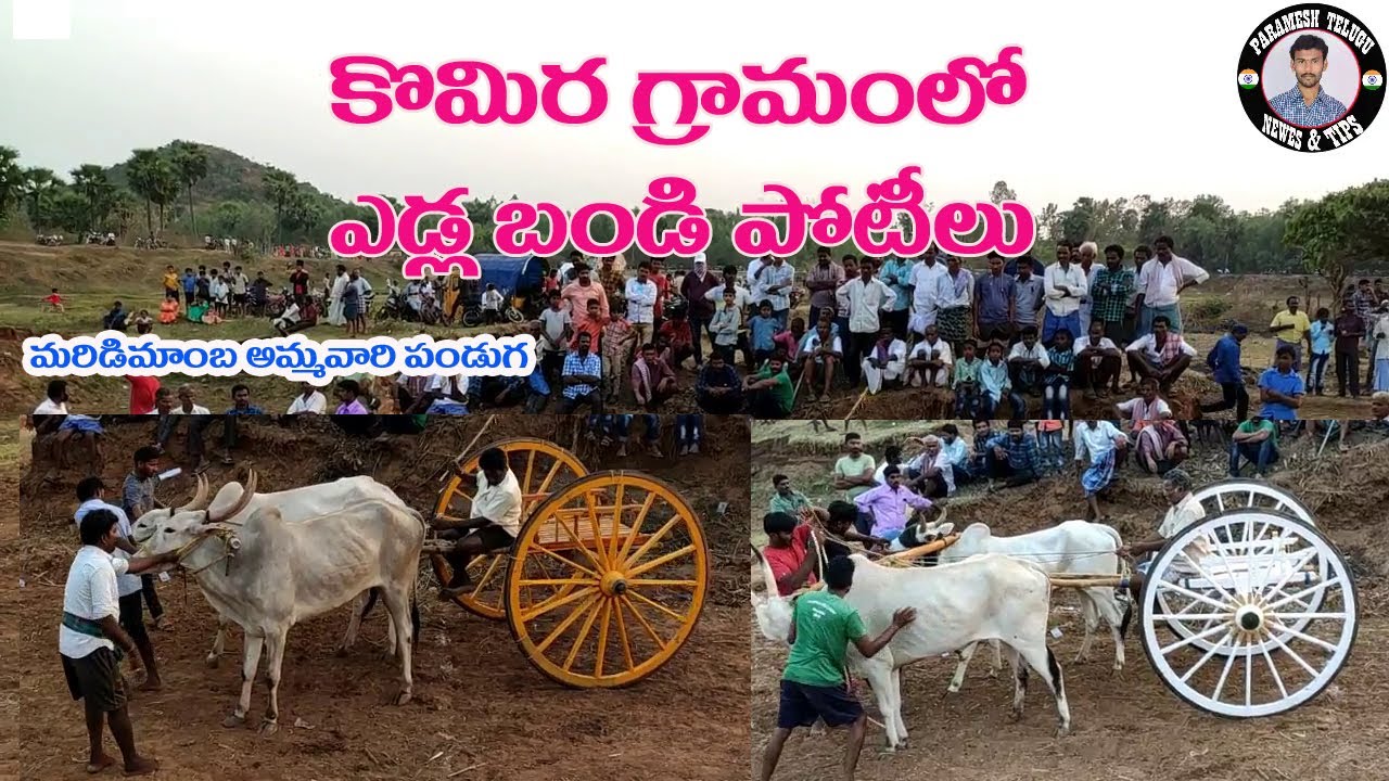 eddula potilu // edla pandalu 2021 telugu // komira village