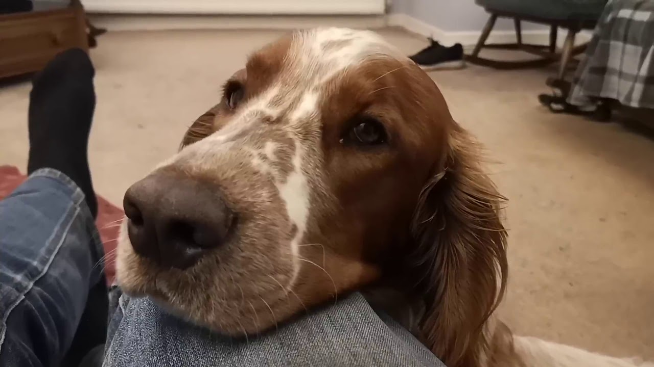 Welsh Springer Spaniel asking for attention
