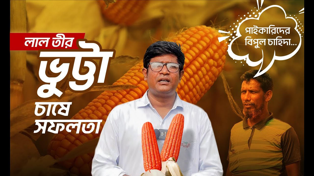 লাল তীর হাইব্রিড ভুট্টা চাষের প্রতিবেদন | টারজান ৫৫ এবং সুলতান | Lal Teer Hybrid Maize