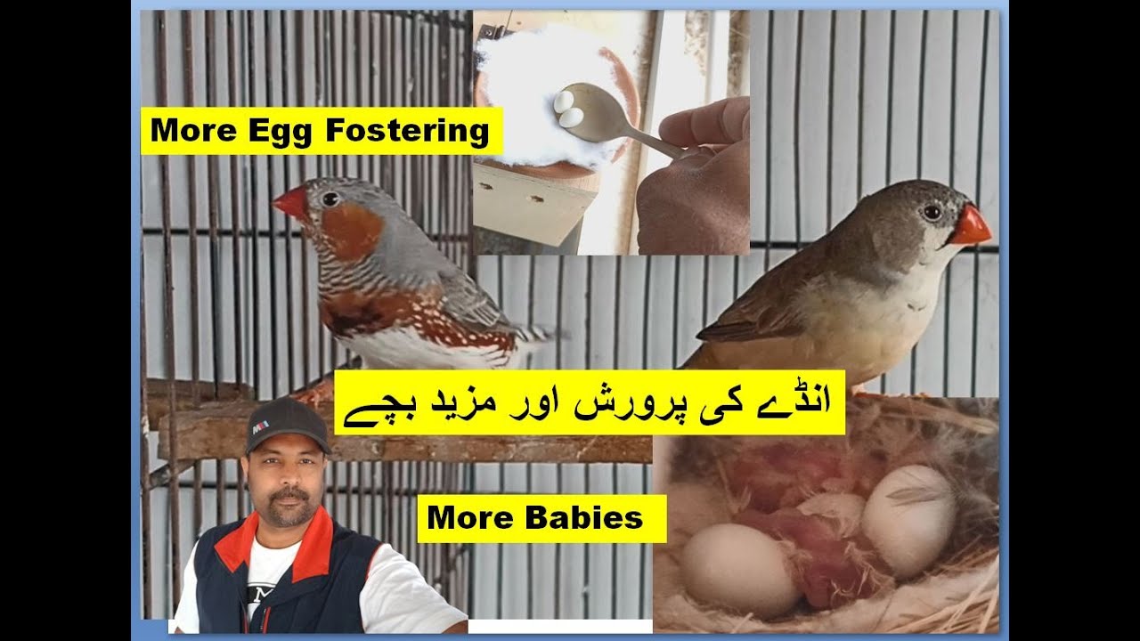 Zebra Finch birds Egg fostering V2 and a lot of Chicks there in the colony |Finches Earn money birds