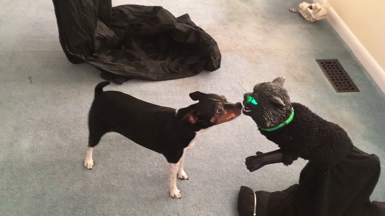 Molly The Protector Rat Terrier