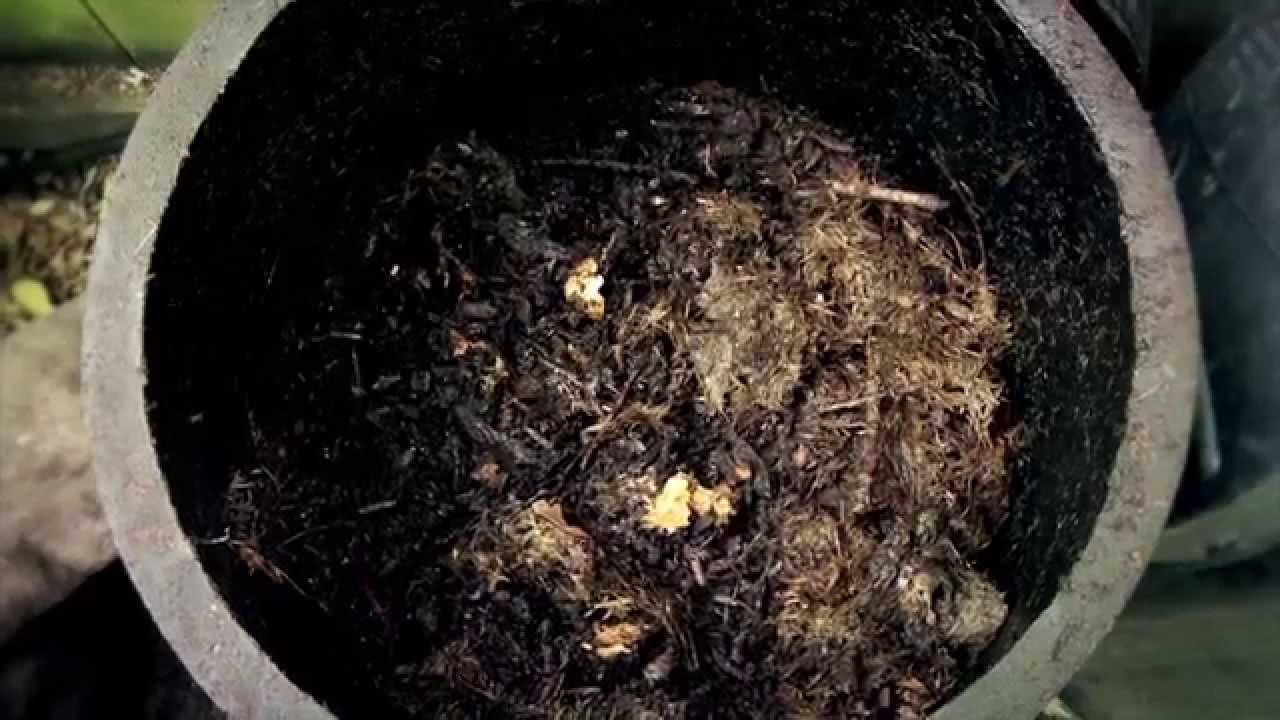 Worm farms, Bokashi bins, Hungry Bins and How to Make Cold Compost