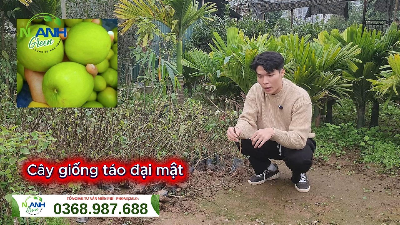 Táo Đại Mật Quả Khổng Lồ: Giòn Tan, Ngọt Lịm - Cây Giống Ghép Siêu Khỏe