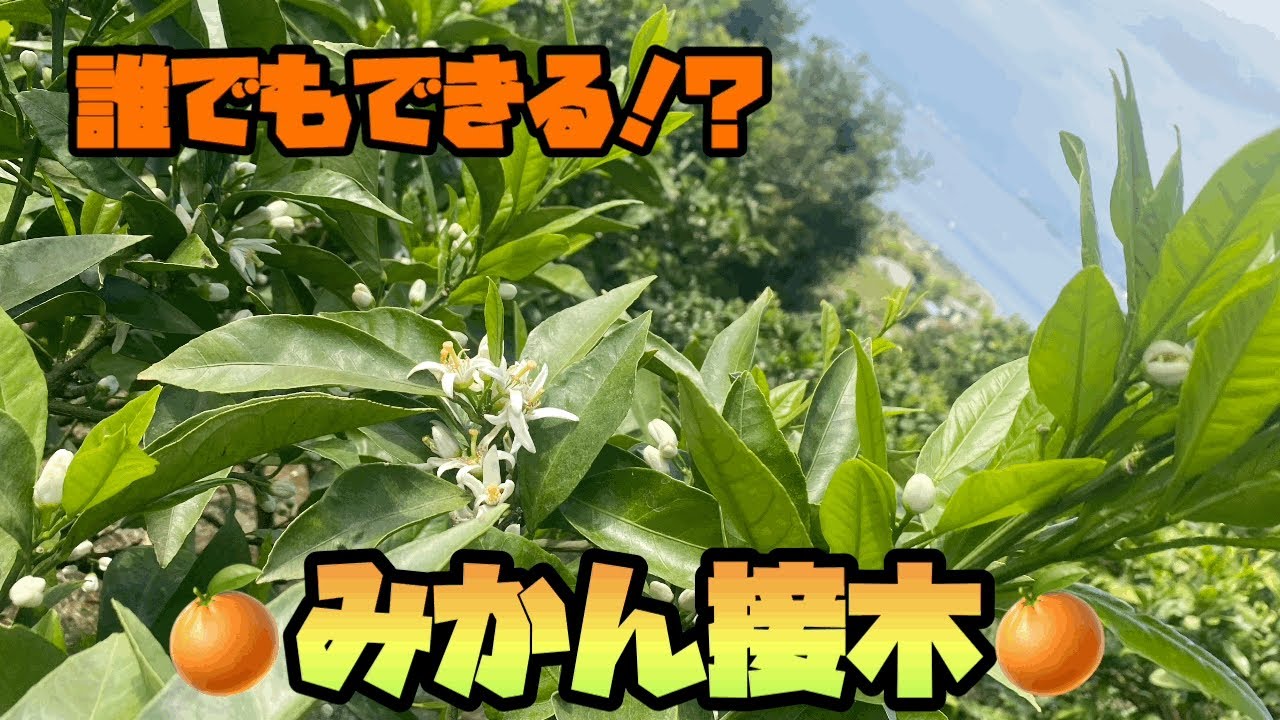みかんの接木