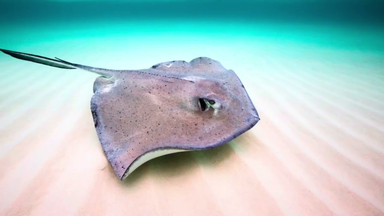 MSC OCEAN CAY STINGRAY EXCURSION