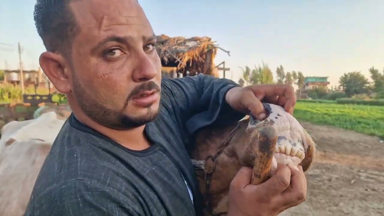 المعلم مرزوق بطه بيخترع أسعار لواحده أنا مش عارف بيجيب الاسعار دي منين ب٥٨ الف 
