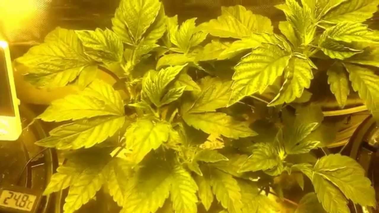 400 watt hps grow