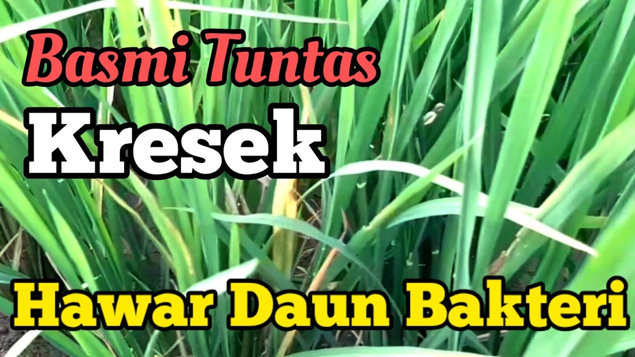 Cara Mengatasi Hawar Daun Bakteri pada Tanaman Padi. Cara mengobati Kresek pada Padi. Padi Ciputri