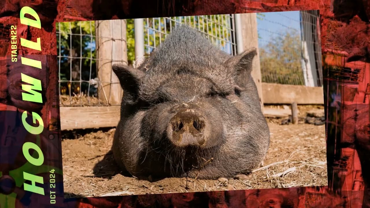 Hogwild
