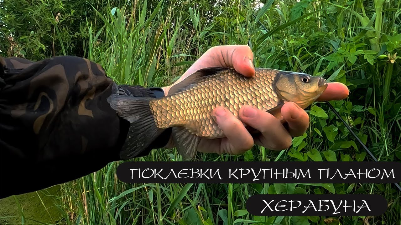КАРАСЬ НА ЛЕТНЕЙ ЗОРЬКЕ. Херабуна.