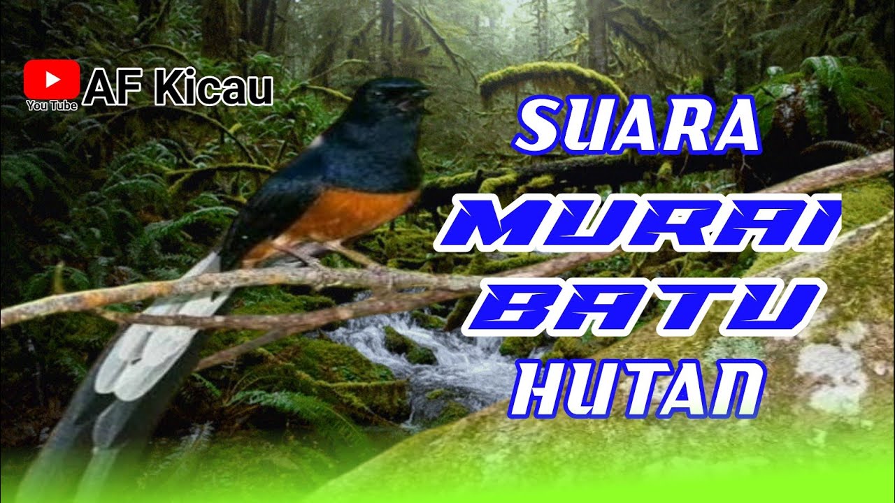 SUARA MURAI BATU HUTAN AMPUH BUAT MASTERAN @AFkicau