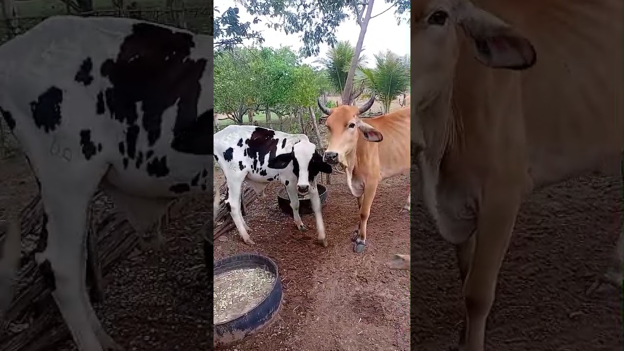 Novas crias com os animais na seca