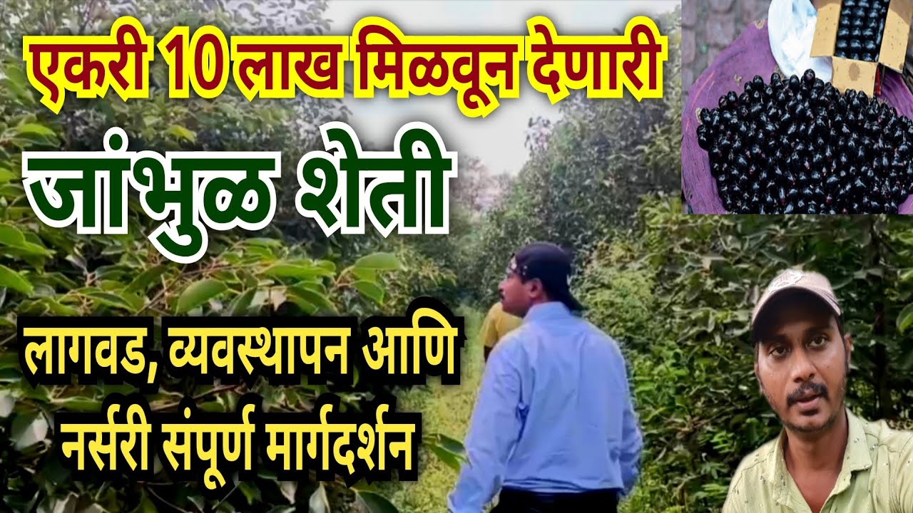 जांभूळ शेती संपूर्ण माहिती | jambhul sheti mahiti | jamun lagwad | java plum farming in maharashtra