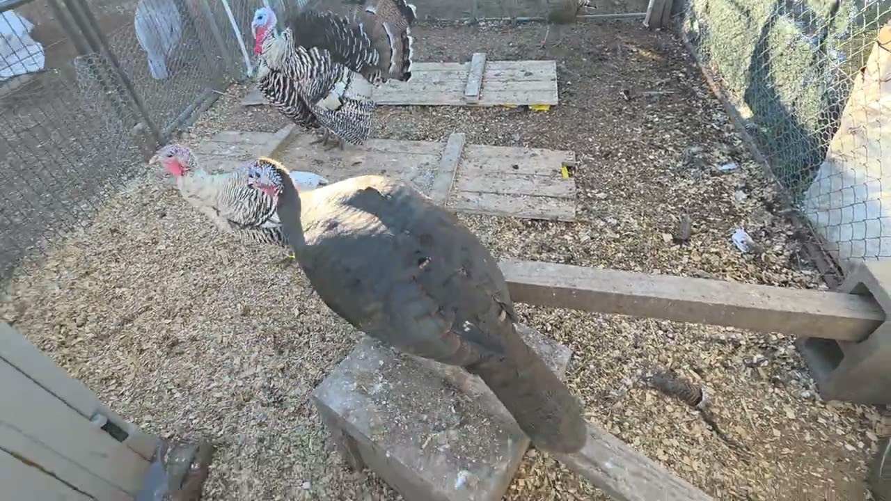 A new turkey run and a few minutes with the birds.