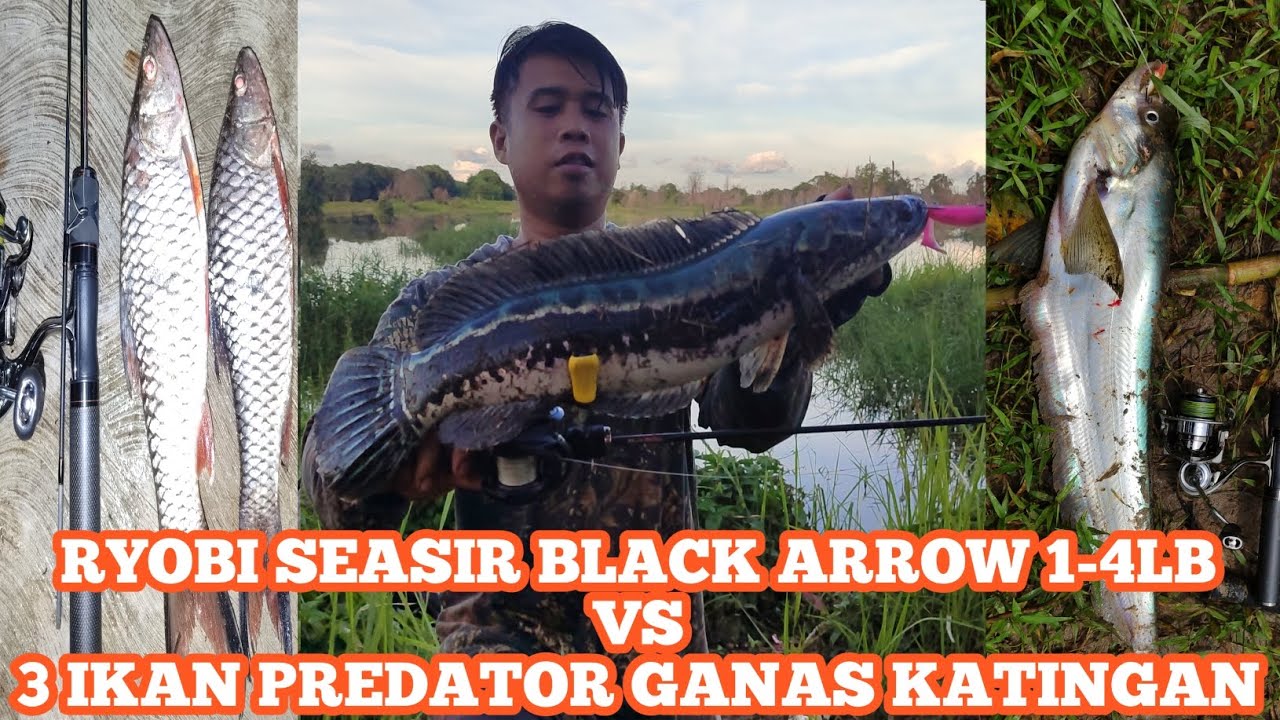 Ryobi Seasir Black Arrow 1-4LB VS 3 Predator Ganas dalam 1 Trip 🔥❗| RAPALA CRUSH CITY HEAVY HITTER 🔥