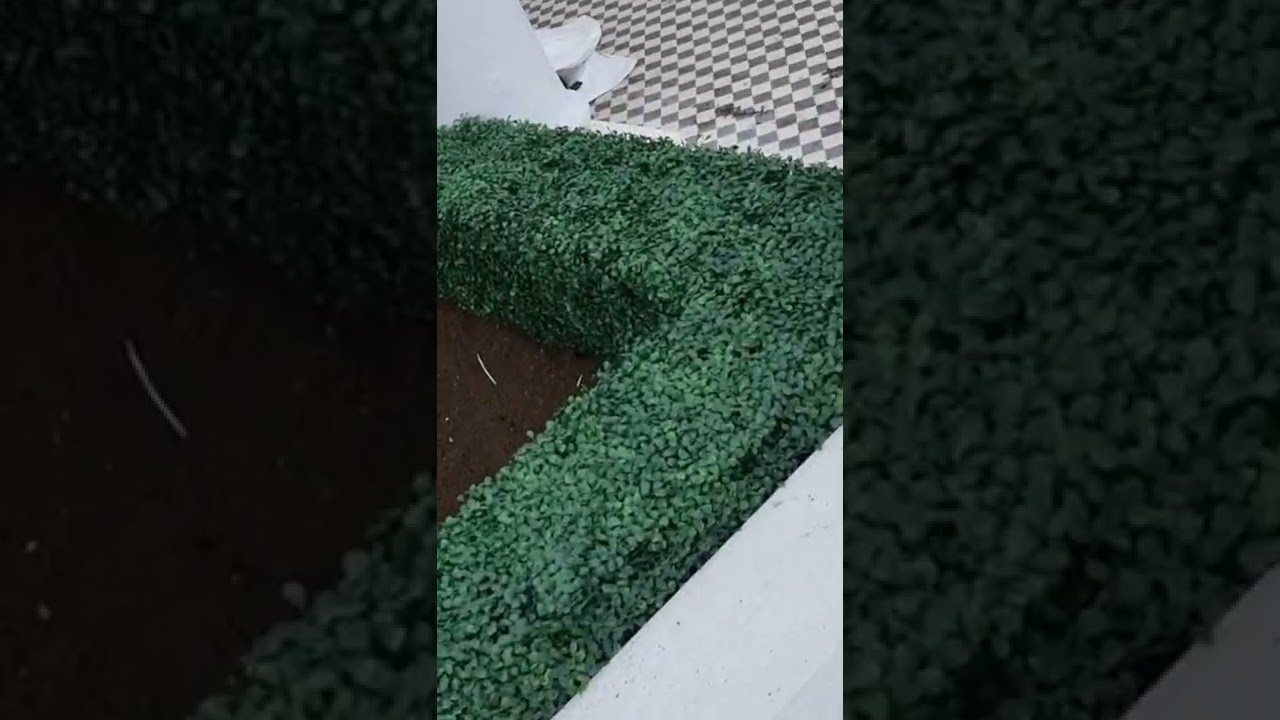 use artificial hedge to create an elegant boarder.