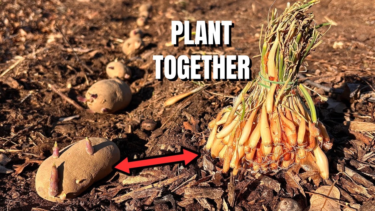 Plant Onions with Potatoes for Best Results (Proven Companion Trick!)