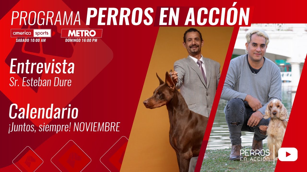 “Perros en acción”  Programa Nº 534