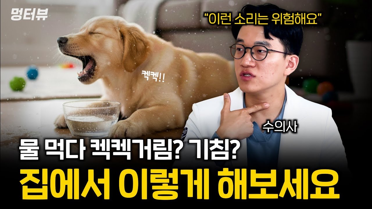 강아지 켁켁거림, 기침 그냥 넘기지 마세요 (이런 소리는 정말 위험한 신호입니다) | 멍터뷰ep.61