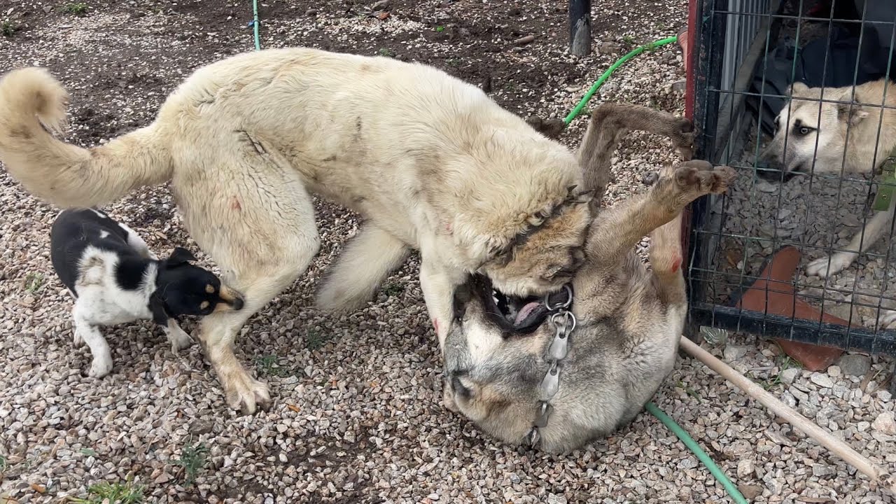 KANGAL ÇAVUŞ HAYDUTUN LİDERLİĞİNİ AYLAR SONRA TEKRAR ALMAYA ÇALIŞTI
