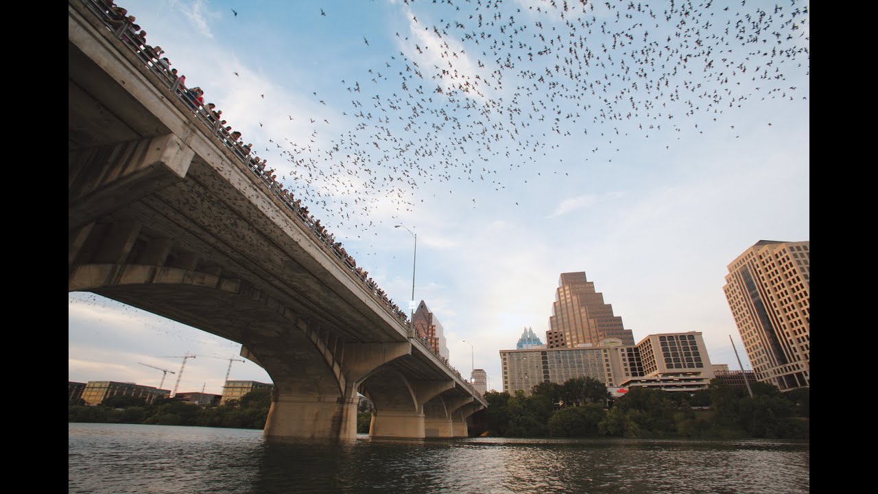 Austin's Nocturnal Neighbors: The Bats of Congress Ave Bridge